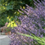 Lavendel i byn